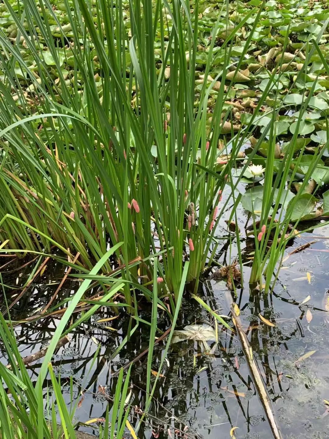 桃子湖一些水草上全是福壽螺產(chǎn)下的卵長沙晚報(bào)全媒體記者鄧艷紅攝